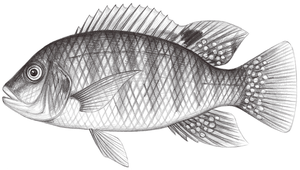 Tilapia zillii (吉利非鯽)縮圖