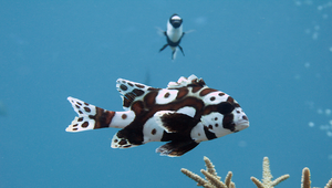 Plectorhinchus chaetodonoides (斑胡椒鯛)縮圖