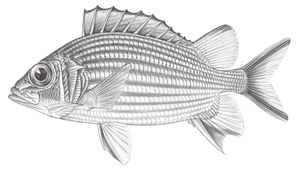 Sargocentron ensifer (劍棘鱗魚)縮圖