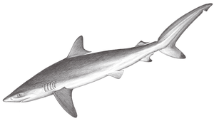 Carcharhinus falciformis (鐮狀真鯊)縮圖