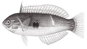 Pseudocoris ocellata (眼斑擬盔魚)縮圖
