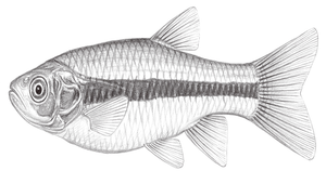 Aphyocypris kikuchii (菊池氏細鯽)