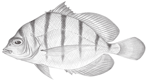 Drepane longimana (條紋雞籠鯧)縮圖