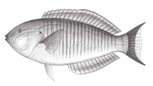 Hologymnosus annulatus (環紋全裸鸚鯛)-資源代表圖