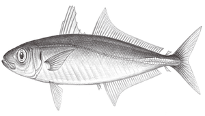 Decapterus macrosoma (長身圓鰺)-資源代表圖