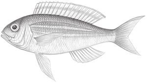 Nemipterus thosaporni (黃緣金線魚)縮圖