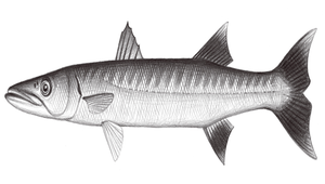 Sphyraena barracuda (巴拉金梭魚)縮圖