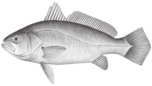 Otolithes ruber (紅牙)縮圖