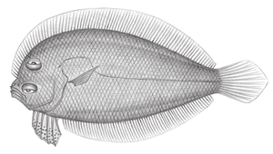 Engyprosopon longipelvis (長腹鰭短額鮃)-資源代表圖