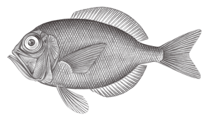 Diretmus argenteus (銀眼鯛)縮圖