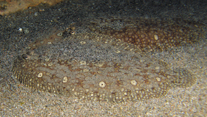 Pardachirus pavoninus (眼斑豹鰨)縮圖