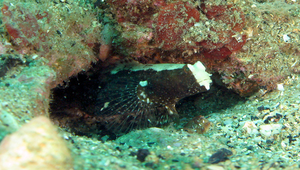 Cryptocentrus albidorsus (白背帶絲鰕虎)縮圖