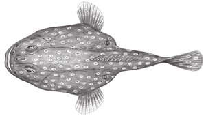 Chaunax abei (阿部單棘躄魚)縮圖