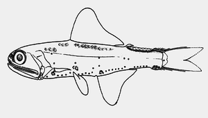 Notoscopelus resplendens (閃光背燈魚)縮圖
