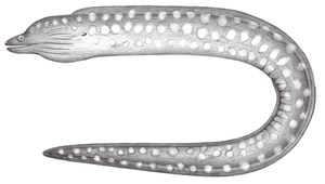 Gymnothorax prionodon (鋸齒裸胸鯙)縮圖