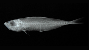 Decapterus maruadsi (藍圓鰺)縮圖
