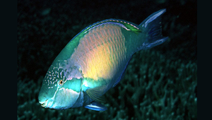 Scarus hypselopterus (高鰭鸚哥魚)