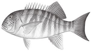 Symphorus nematophorus (曳絲笛鯛)縮圖