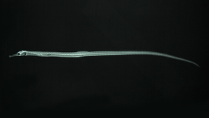 Trachyrhamphus longirostris (長鼻粗吻海龍)縮圖