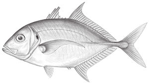 Carangoides malabaricus (馬拉巴若鰺)縮圖
