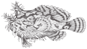 Histrio histrio (裸躄魚)縮圖