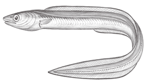Gnathophis heterognathos (異頜頜吻糯鰻)