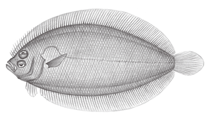 Arnoglossus tenuis (細羊舌鮃)縮圖