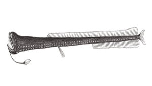 Idiacanthus fasciola (奇棘魚)縮圖