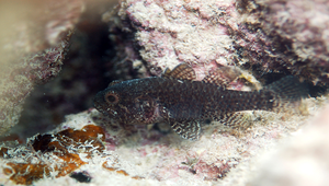 Fowleria variegata (雜斑乳突天竺鯛)縮圖