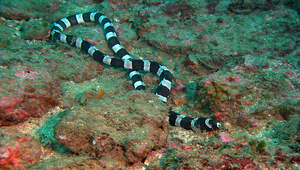 Myrichthys colubrinus (斑竹花蛇鰻)縮圖