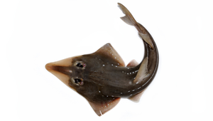Rhynchobatus immaculatus (無斑龍紋鱝)