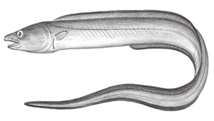 Uroconger lepturus (狹尾糯鰻)縮圖