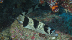 Chaetodon argentatus (銀身蝴蝶魚)縮圖