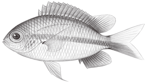 Chromis mirationis (橫帶光鰓雀鯛)-資源代表圖