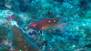 Bodianus diana (對斑狐鯛)-資源代表圖