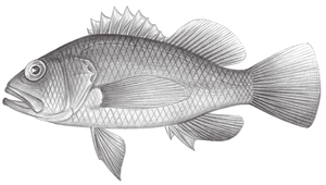 Plectranthias japonicus (日本棘花鱸)縮圖