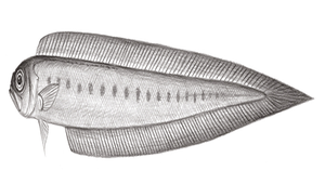Acanthocepola krusensternii (克氏棘赤刀魚)-資源代表圖