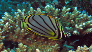 Chaetodon meyeri (麥氏蝴蝶魚)縮圖