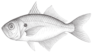 Lactarius lactarius (乳鯖)縮圖