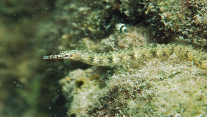 Corythoichthys haematopterus (紅鰭冠海龍)