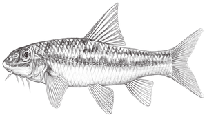 Gobiobotia kolleri (科勒氏鰍鮀)縮圖