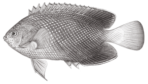 Centropyge interruptus (斷線刺尻魚)縮圖