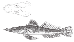 Cymbacephalus beauforti (博氏孔牛尾魚)縮圖
