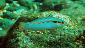 Halichoeres scapularis (頸帶海豬魚)-資源代表圖