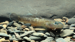 Rhinogobius delicatus (細斑吻鰕虎)縮圖