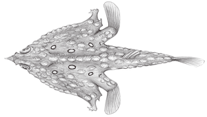 Malthopsis annulifera (環紋海蝠魚)-資源代表圖