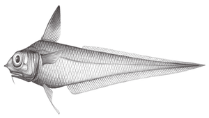 Spicomacrurus kuronumai (麥氏鏢吻鱈)縮圖