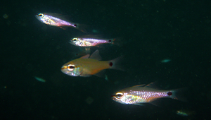 Ostorhinchus notatus (黑點鸚天竺鯛)縮圖