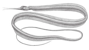 Nemichthys scolopaceus (線鰻)縮圖