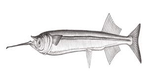 Hyporhamphus taiwanensis (臺灣下鱵)縮圖